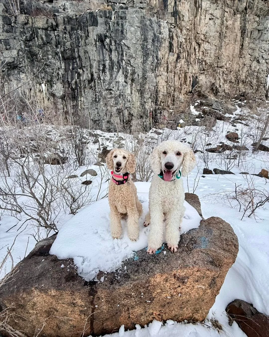 Bijou &amp; Cruz wrapped up their 3-week program and headed home today! 

These two made incredible progress during their stay and now have such a solid foundation to build on. Their family showed up ready to learn, asked great questions, and truly p