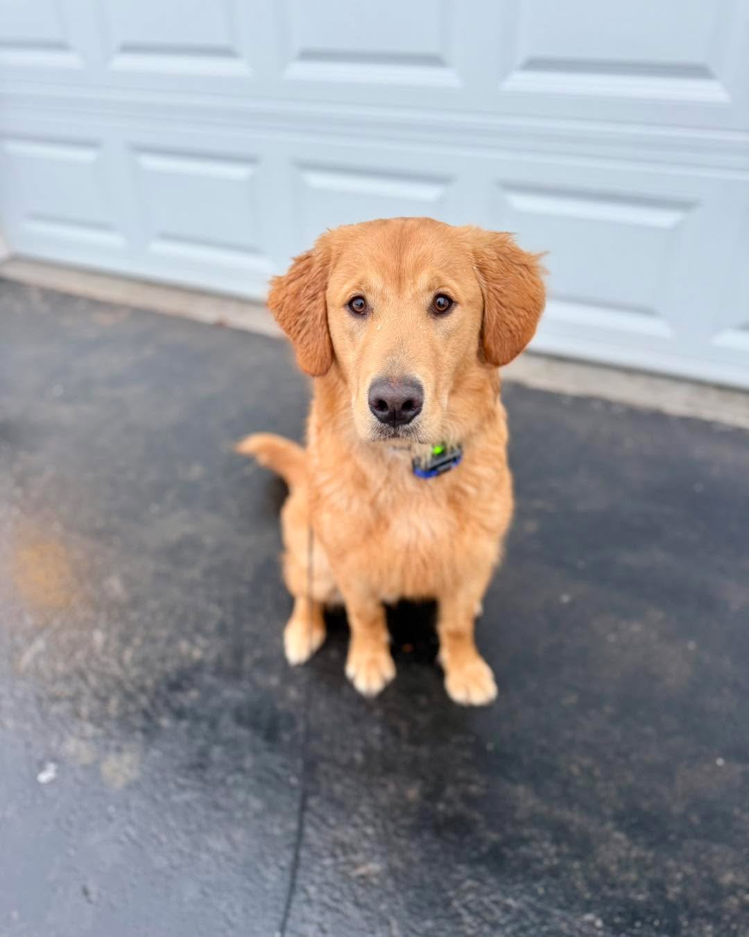 Kirby graduated today from his two-week program and if I&rsquo;m being honest, I was a little nervous for his go home lesson&hellip; BUT he did amazing!! So proud of him (and his owners)! 💙

His owners were in tune, asked great questions, and are cl