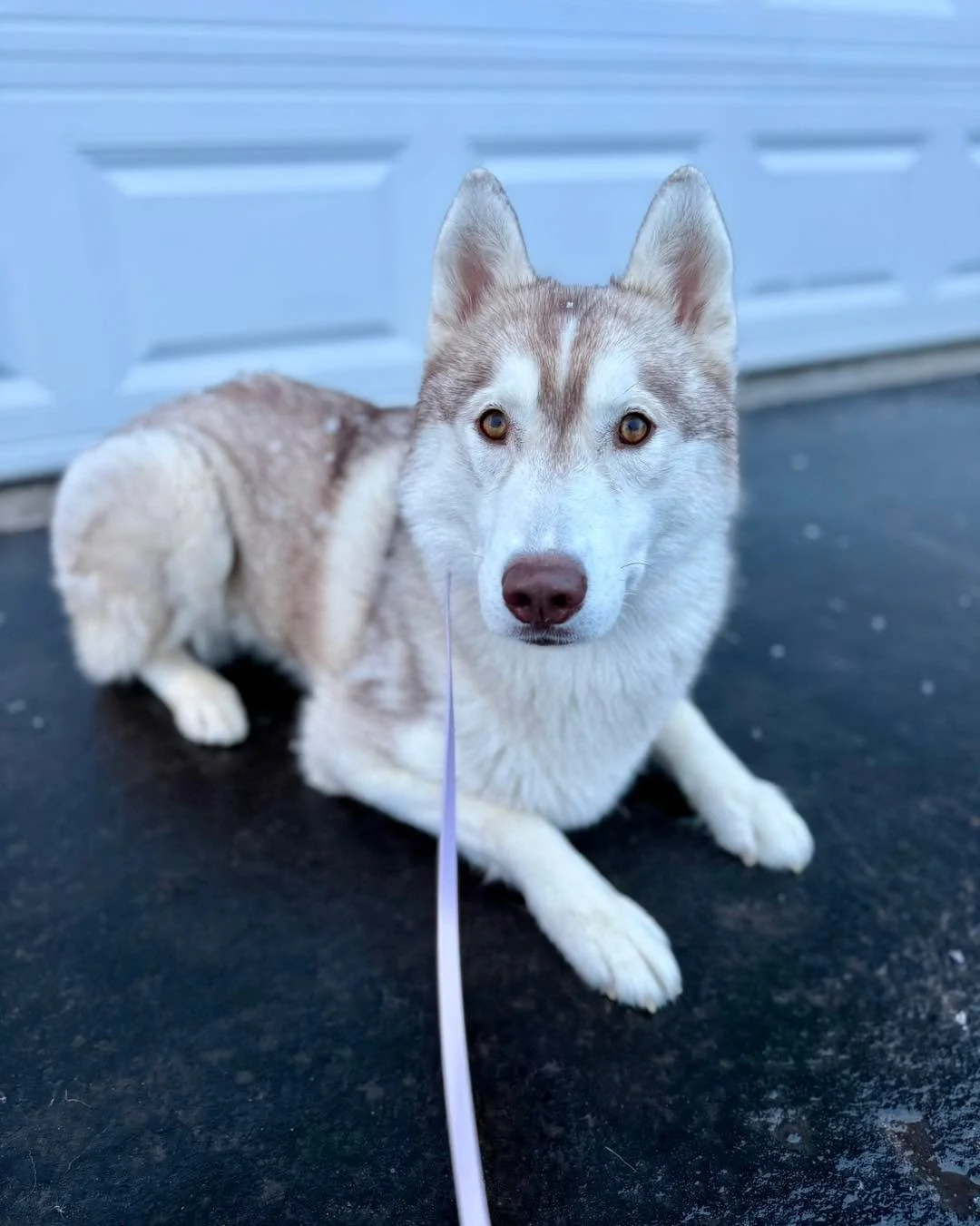 Ruby graduated her two-week program today and now she gets to head home with the same training, communication, and expectations as her housemate Timber.

She was a little sticky on her downs during the lesson, but we worked through it, and overall we
