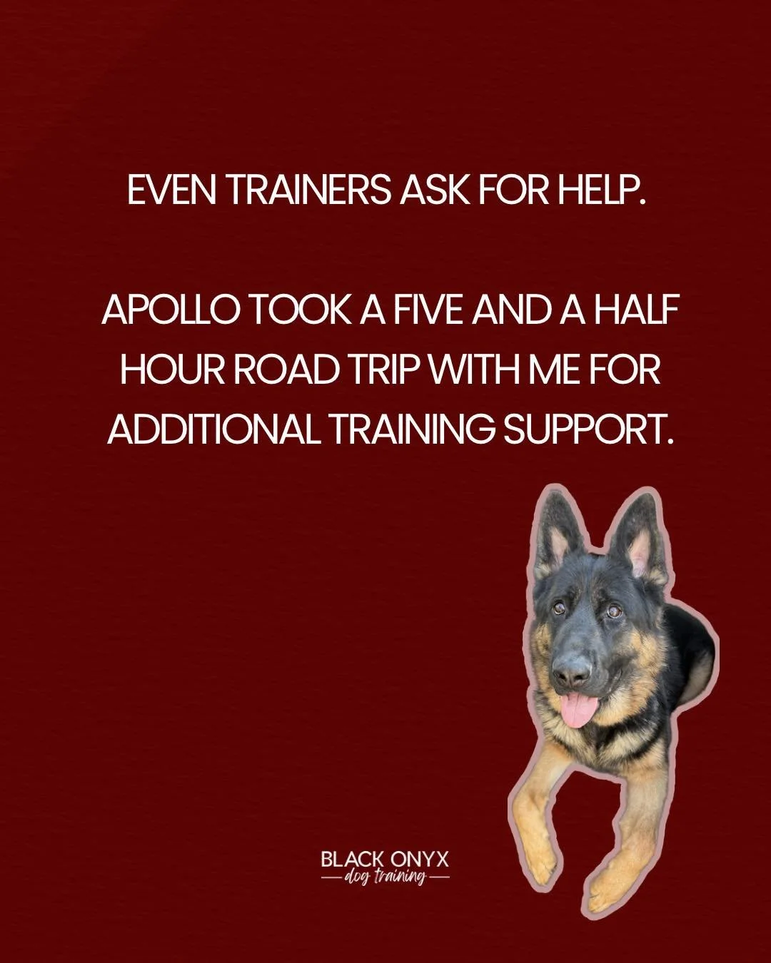 Sometimes the most responsible thing you can do as a trainer is acknowledge when a dog may benefit from outside input or a fresh perspective!

Apollo has been one of my tougher cases. He usually understands what is being asked of him.. down, place, e
