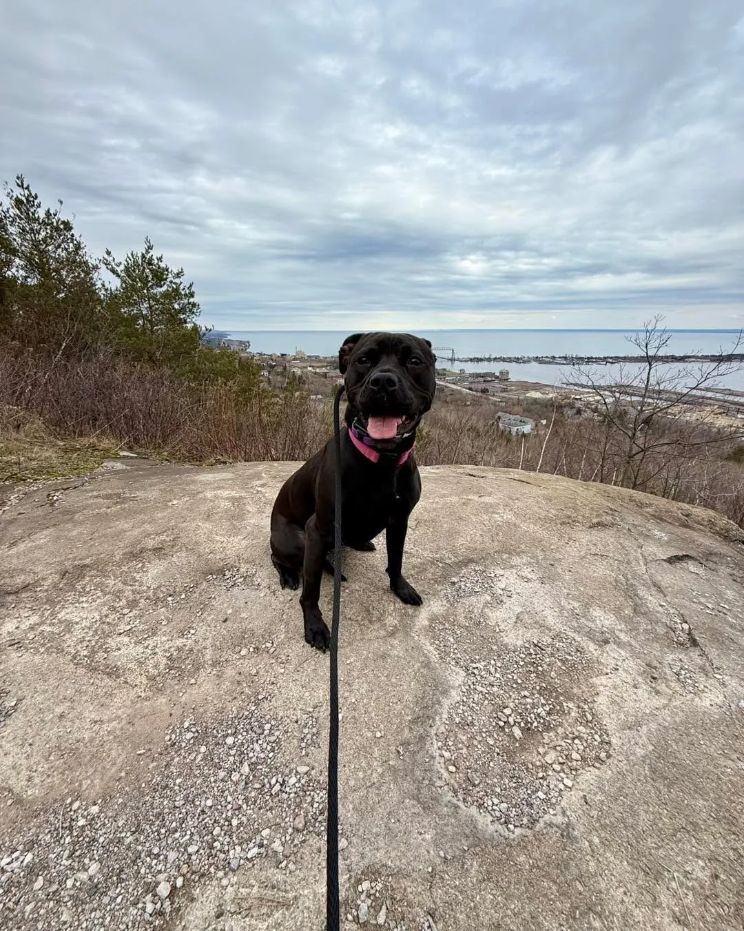 Dahlia completed her two week training program yesterday! 

Over the last two weeks, she&rsquo;s built confidence, advanced her skills, and even made some new friends (both dog &amp; human!) Another huge win is her mom is now able to dremel her nails