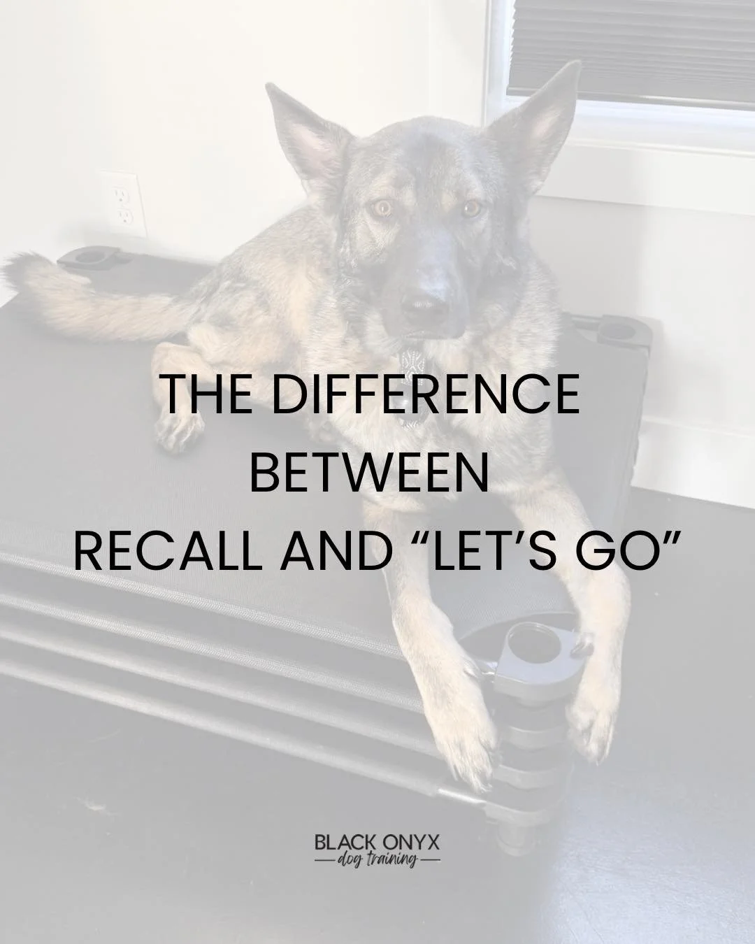 Recall and &ldquo;let&rsquo;s go&rdquo; are not the same! Using them interchangeably will water down your communication. I teach both in my programs and think it&rsquo;s important to make sure they are used accordingly!