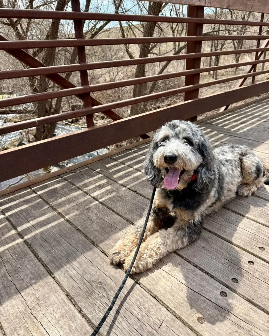 Oscar graduated his program today and is officially back home!

He did great at his go-home lesson and so did his mom. She&rsquo;s had the last week with Phoebe home to practice and get familiar with everything, so today felt like a breeze.

Oscar ma