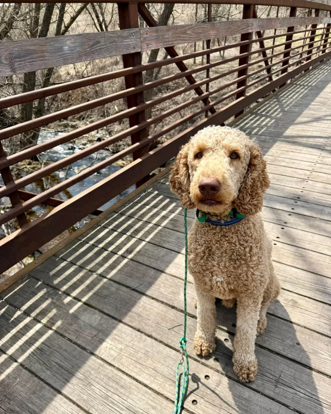 Gus graduated his one-week program today!

He came in needing a bit of a tune-up on his foundation, clarifying what he already knew and building more consistent, fair expectations.

Gus is a strong-willed guy with a high prey drive, so while one week