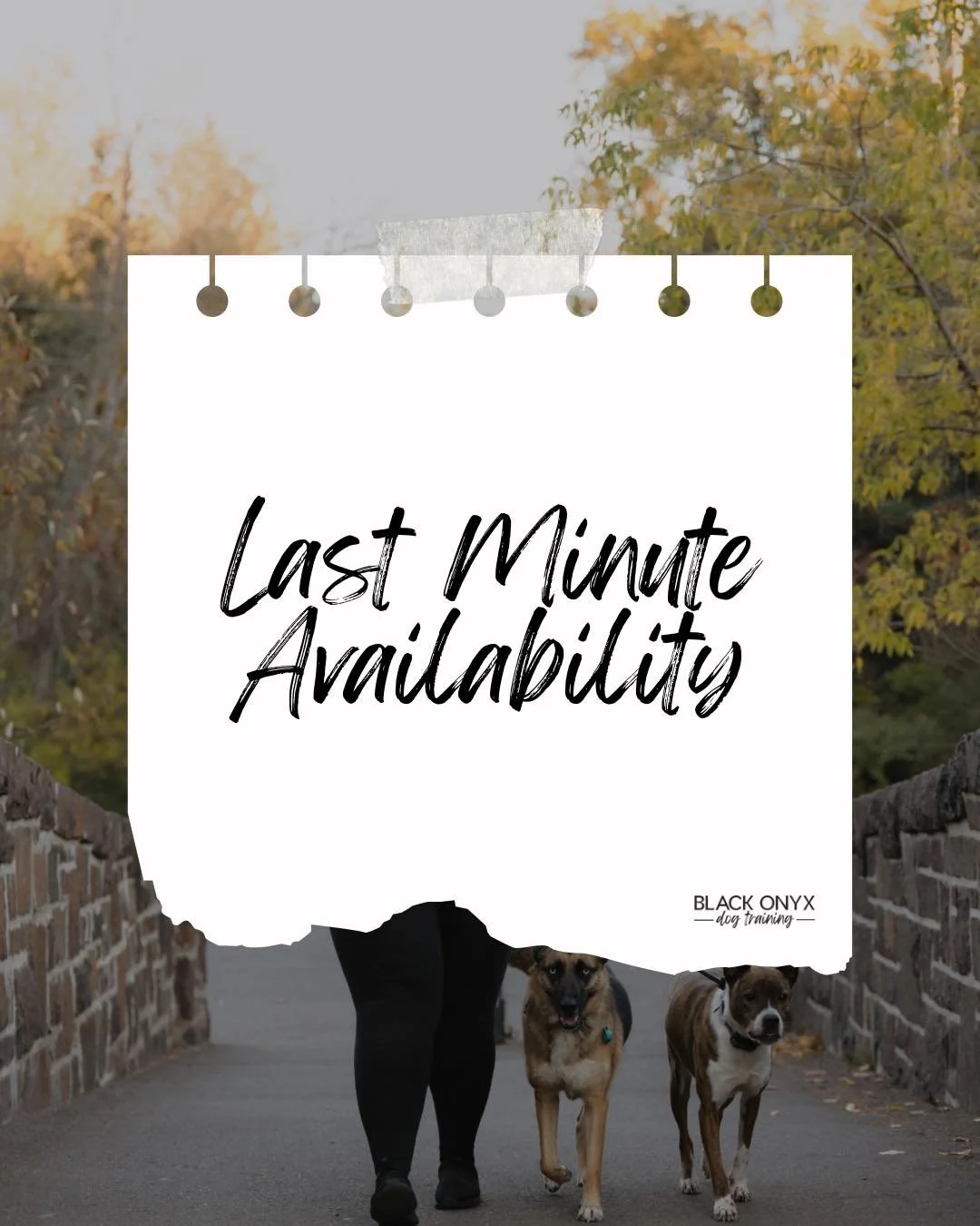 Last minute Stay &amp; Train opening!

Due to a cancellation, I have an opening from May 31st to June 14th.

This two week spot is available for a dog 6 months to 1 year old with no behavioral concerns who could benefit from a solid foundation, clari