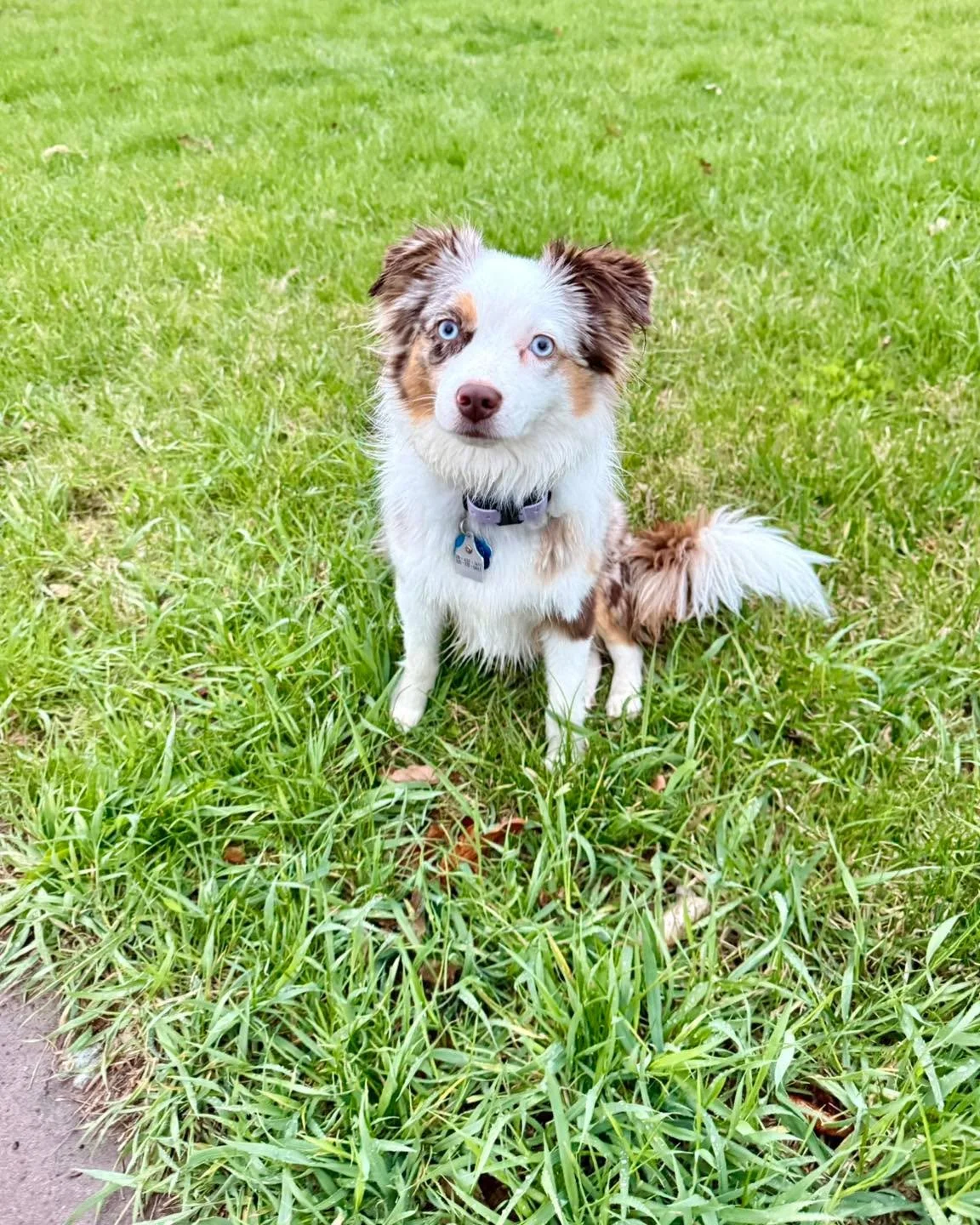 Montana headed home this morning after graduating her 3 week training program! She did so good at her go home lesson and so did her parents!

We absolutely love seeing small dogs get training too. Just because they&rsquo;re small enough to pick up an