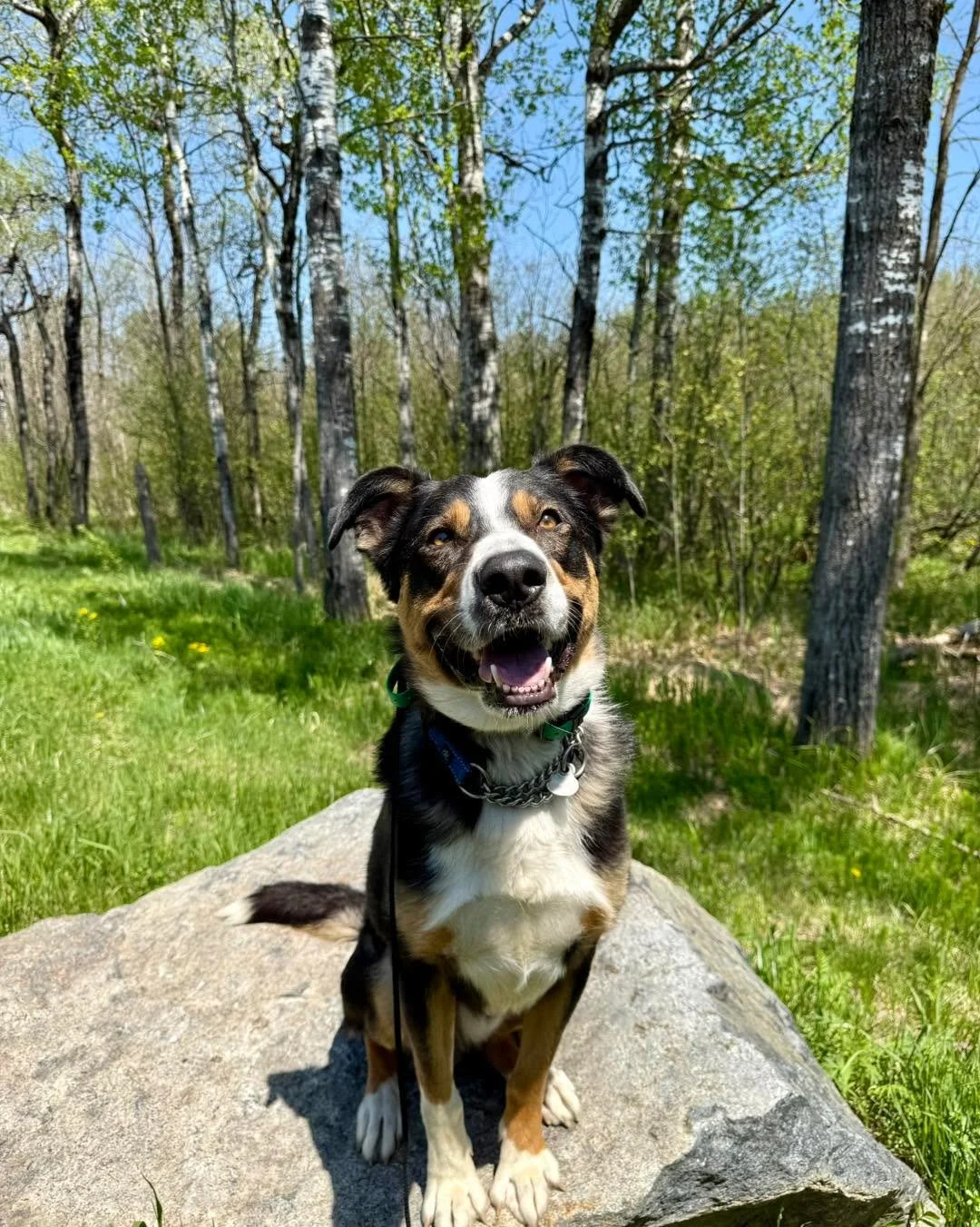 Copper graduated today after completing his 3-week training program!

This handsome boy made a ton of progress during his stay and was such a good student every step of the way. We focused on building clear communication, reliability, and the skills 