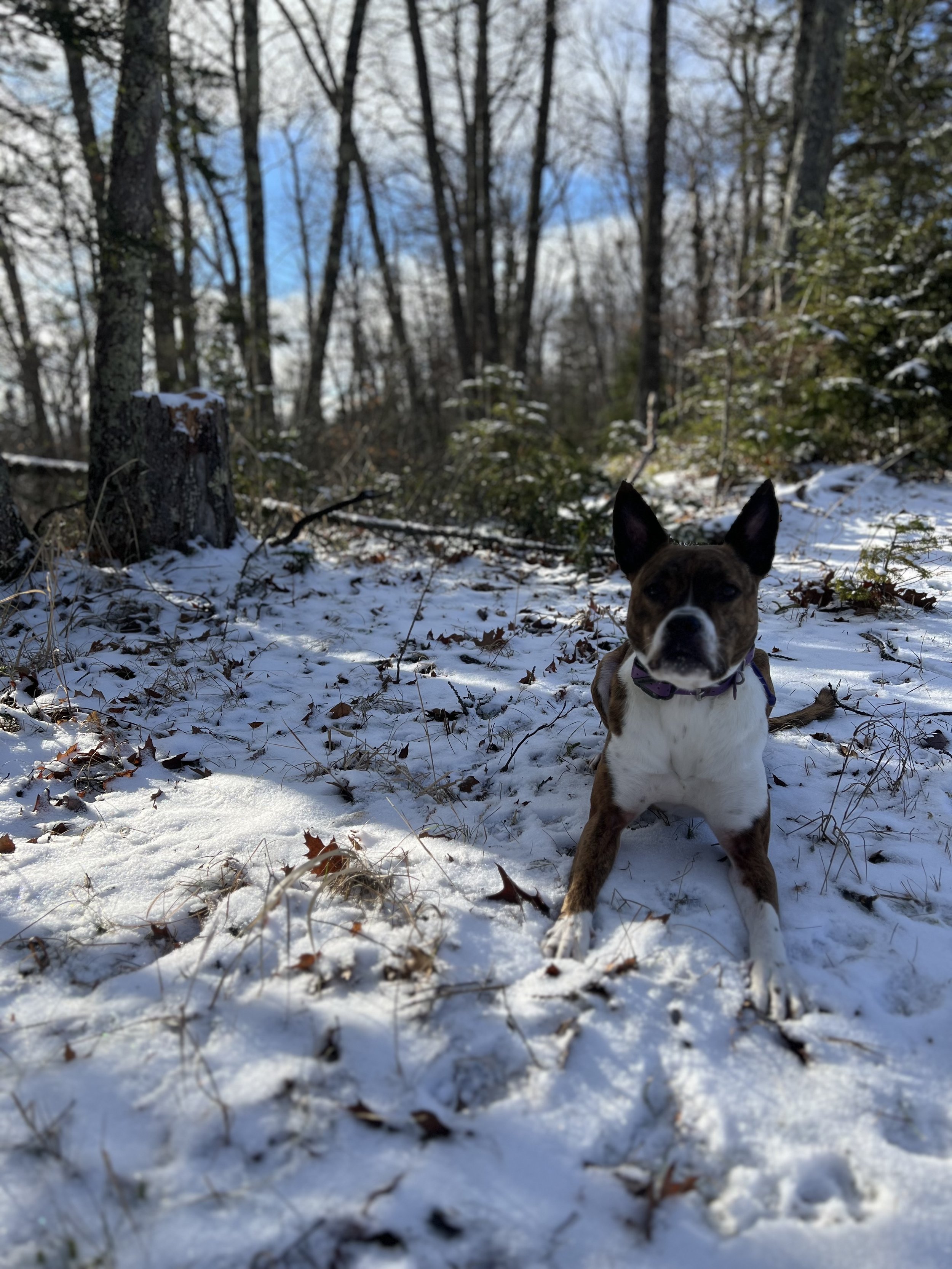 Black Onyx Dog Training