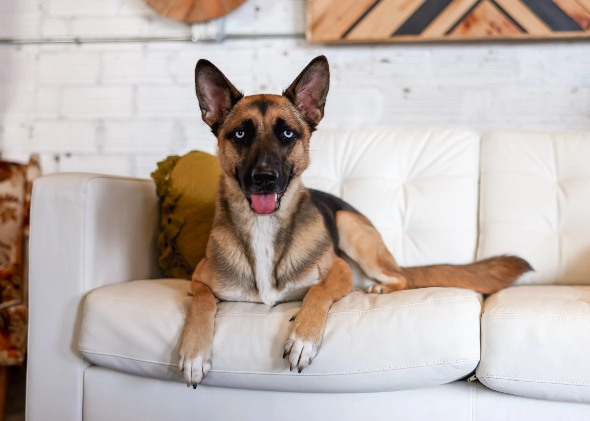 Training Services Black Onyx Dog Training