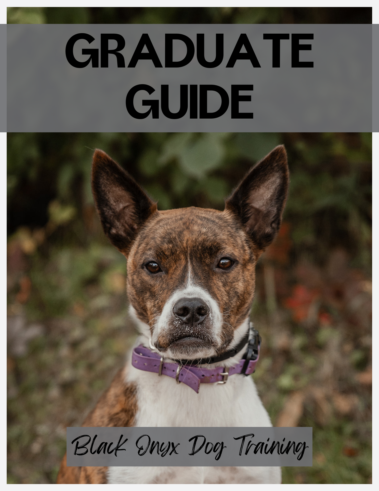 Graduate Guide - Stay & Train.png
