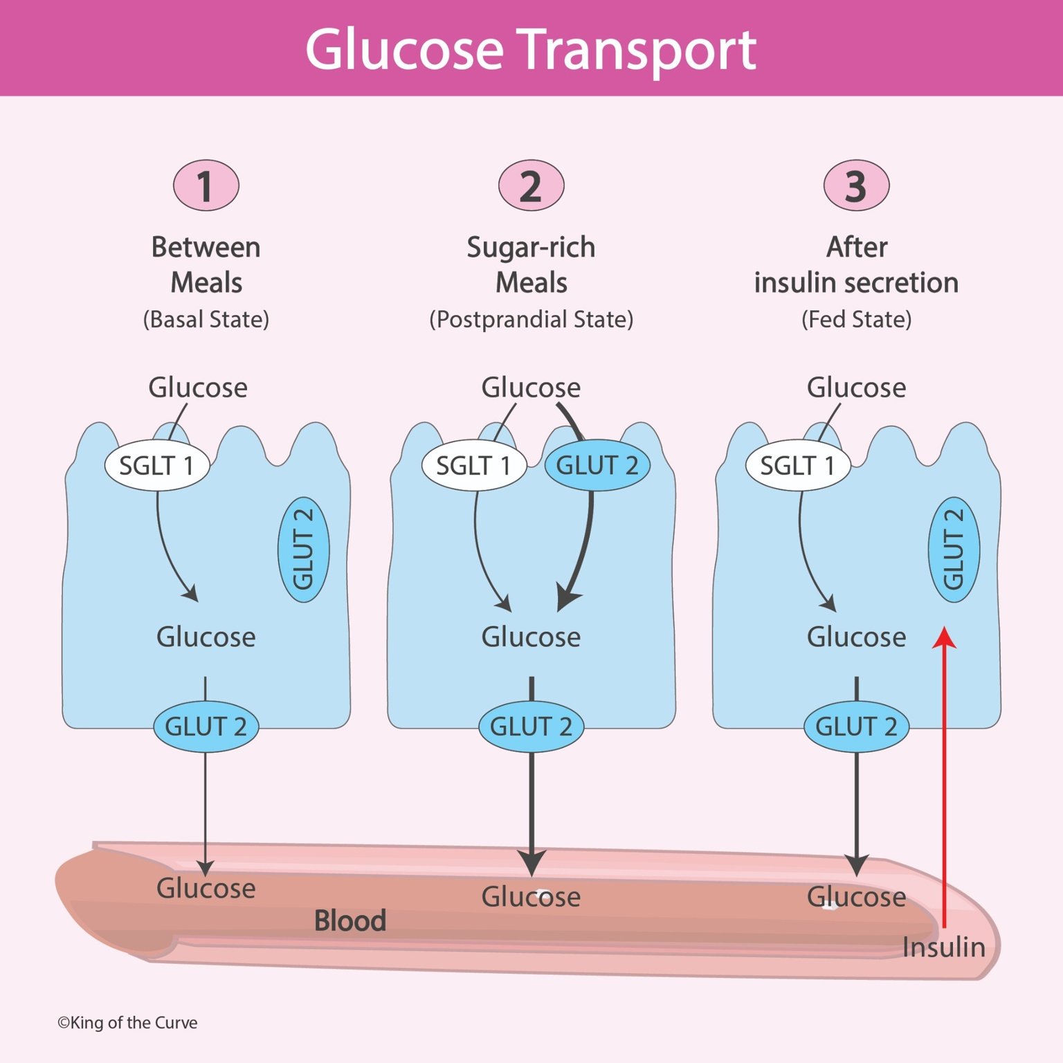 🍬 Glucose Transport in the Intestinal Epithelium