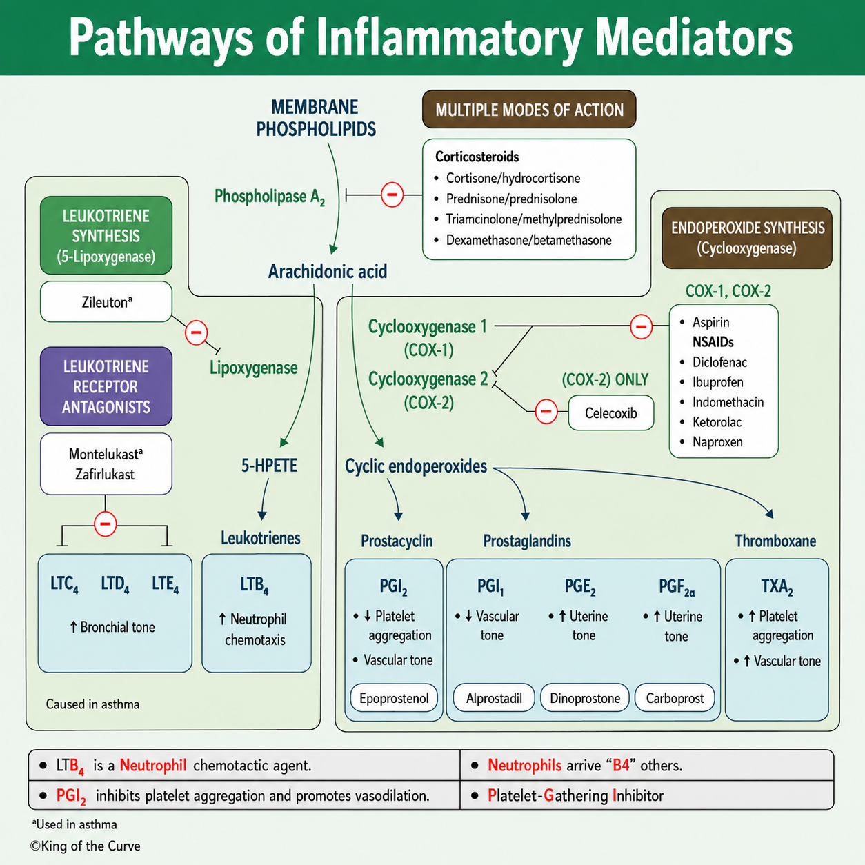 🧪 Pathways of Inflammatory Mediators: COX, LOX, Leukotrienes & Prostaglandins