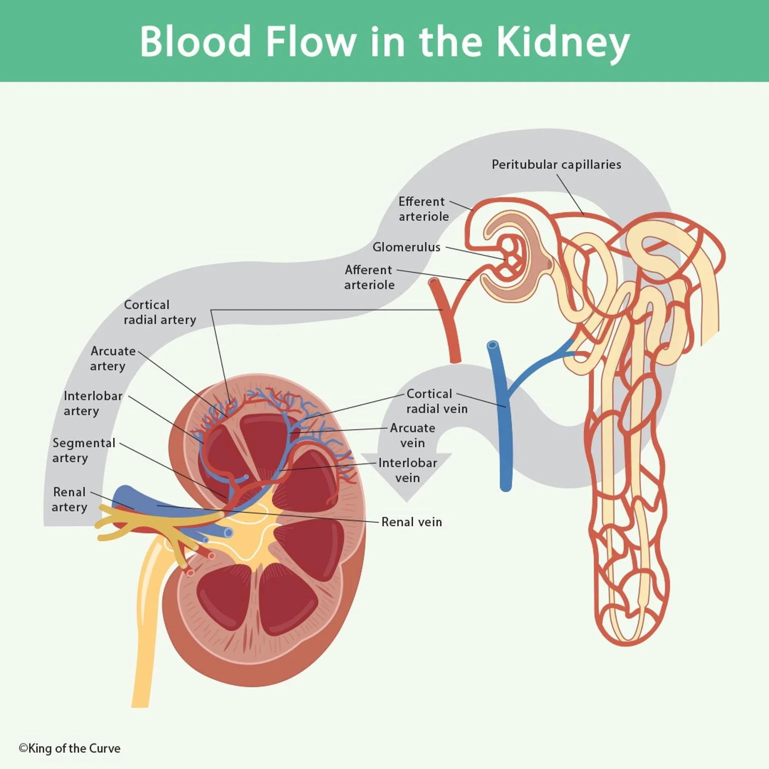 🩸 Blood Flow in the Kidney A Detailed Look at Renal Circulation — King