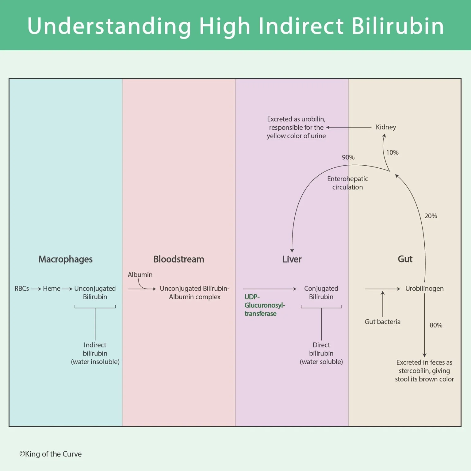 🧪 Understanding High Indirect Bilirubin: Bilirubin Metabolism Made Easy