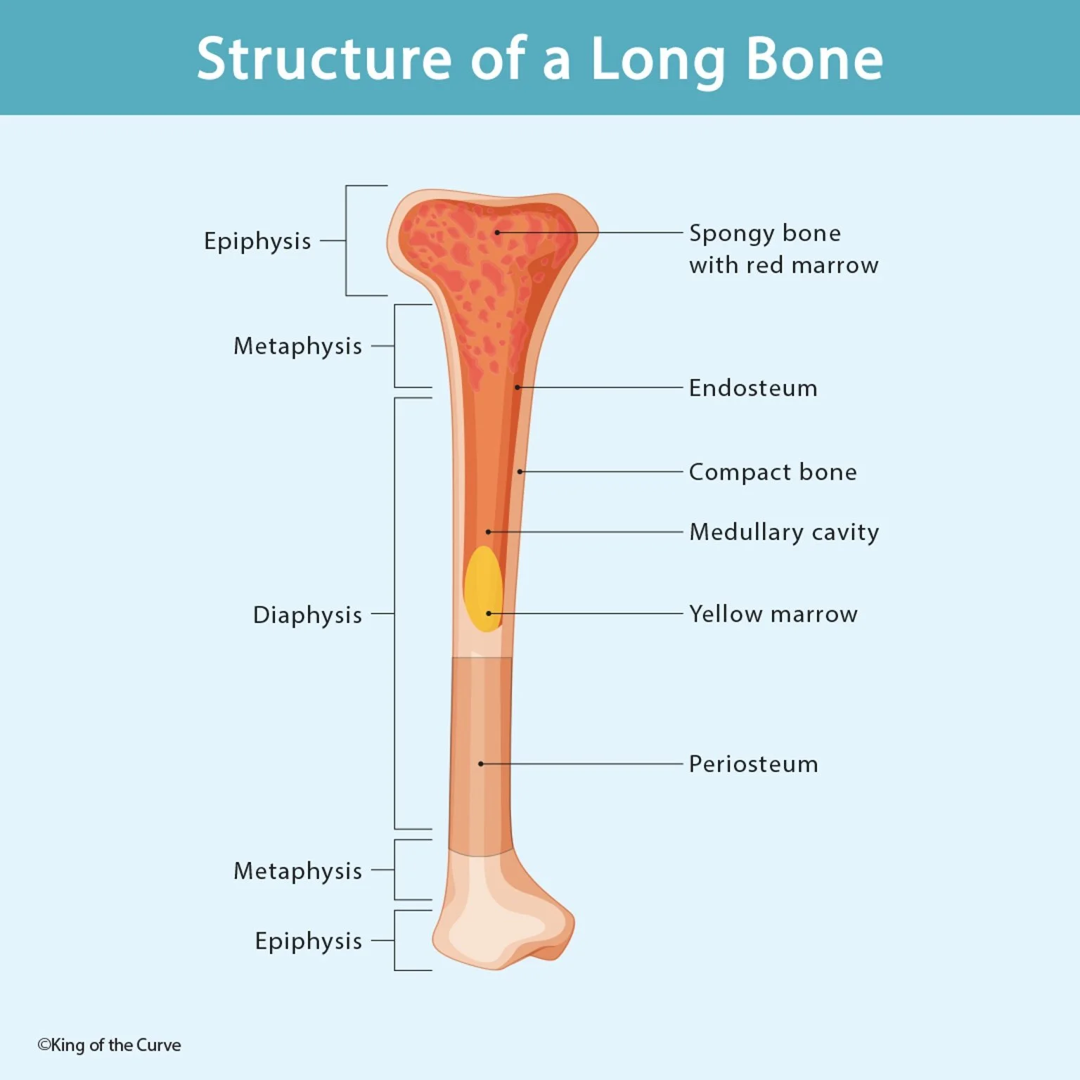 🦴 Structure of a Long Bone — King of the Curve