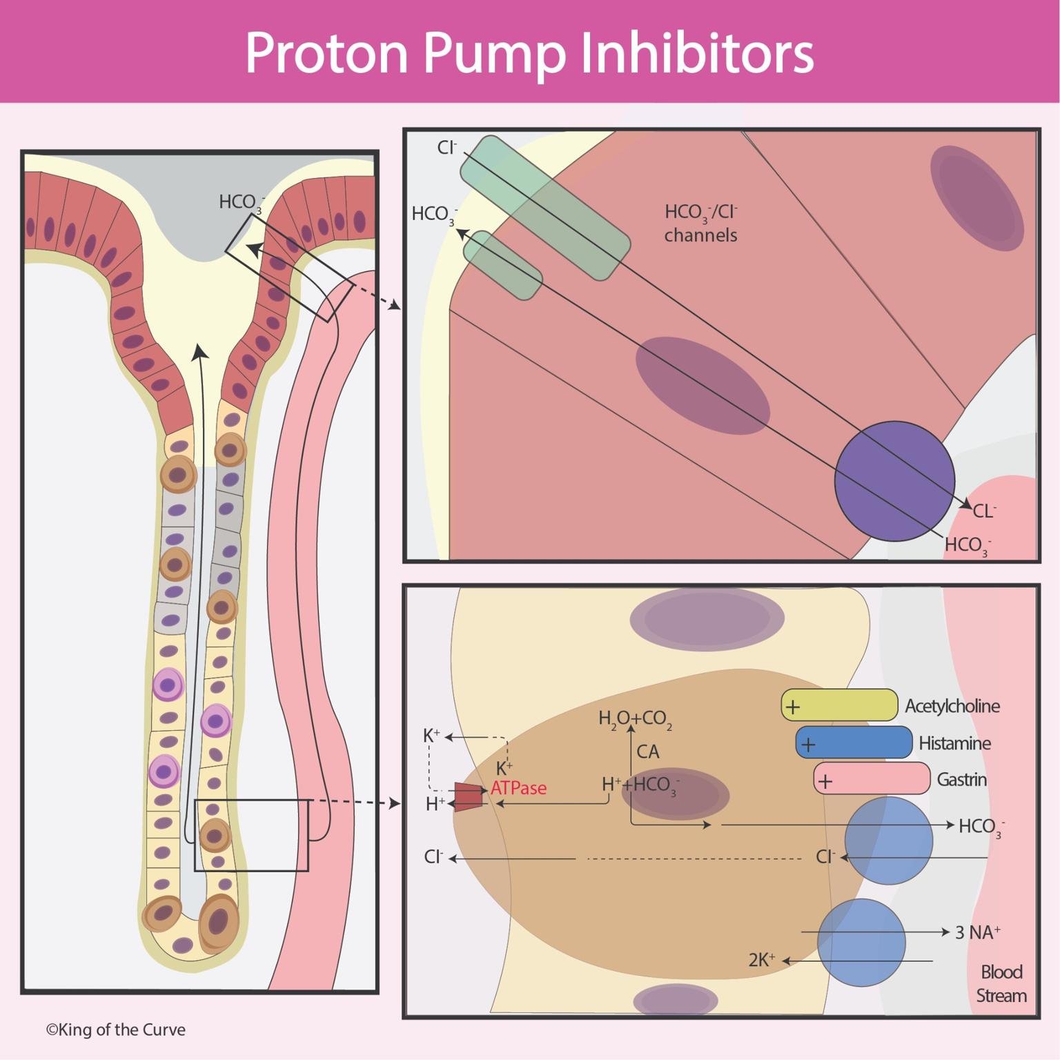 🔬 Understanding Proton Pump Inhibitors (PPIs) for the MCAT