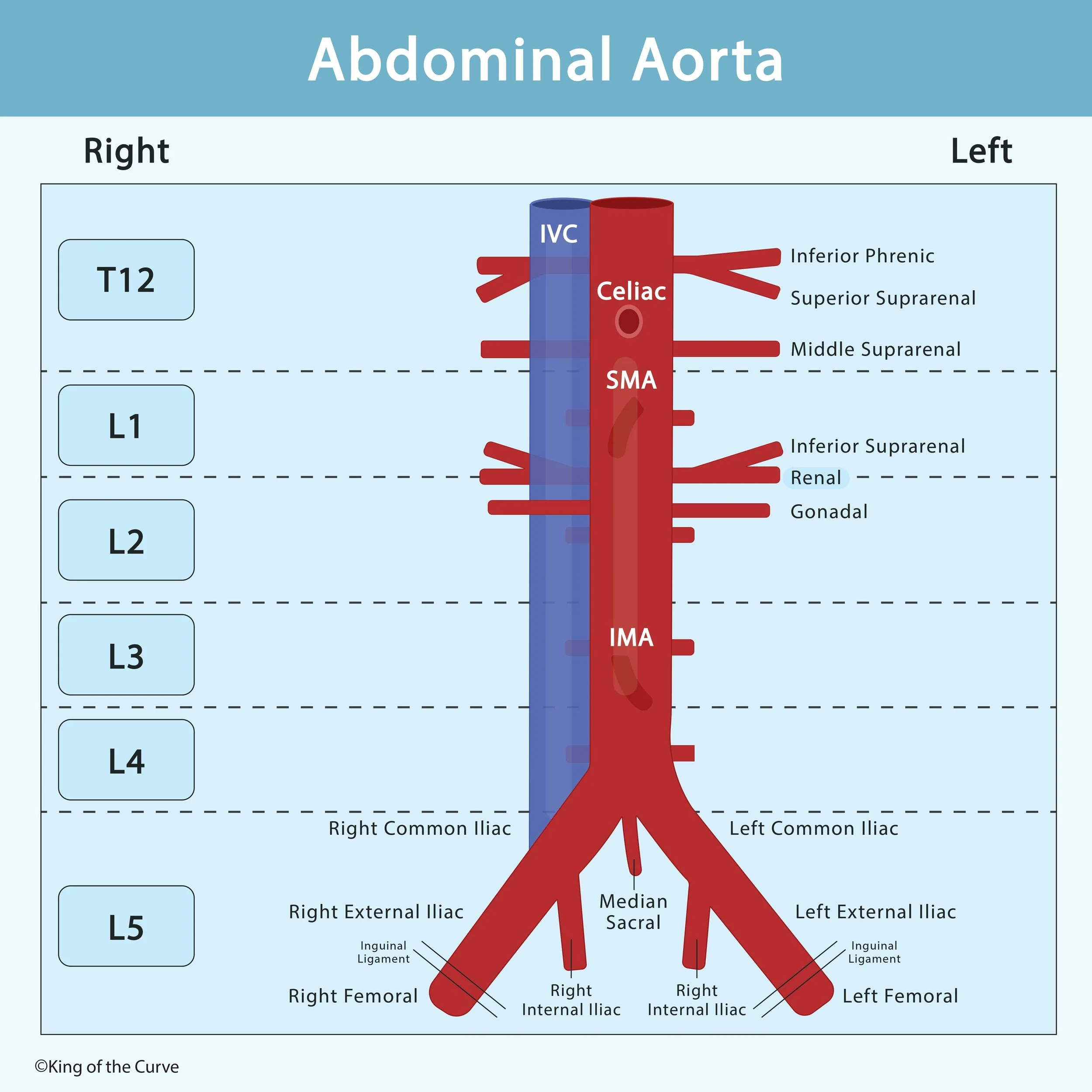 Abdominal Aorta: Key Anatomy and Clinical Relevance for the MCAT — King ...