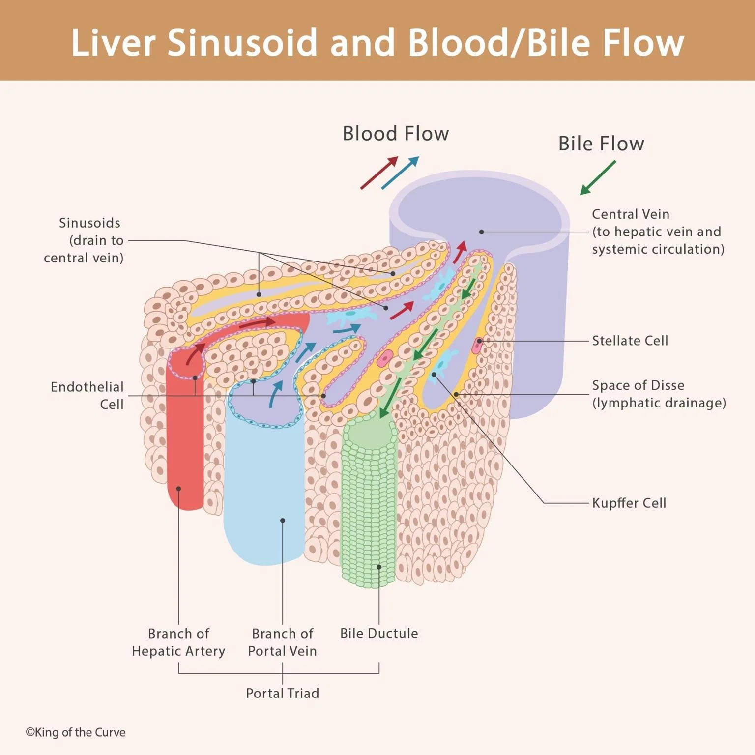 liver-sinusoid-and-blood-bile-flow-king-of-the-curve