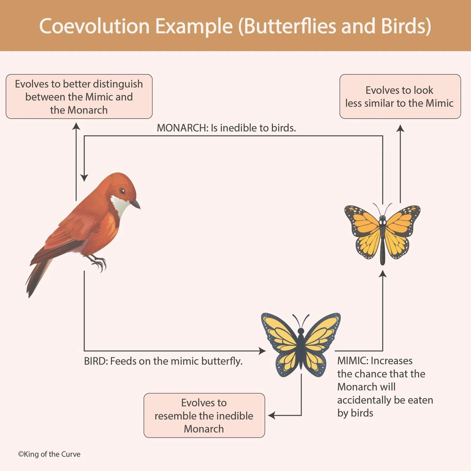 🦋 Coevolution in Action: The Dance Between Butterflies and Birds
