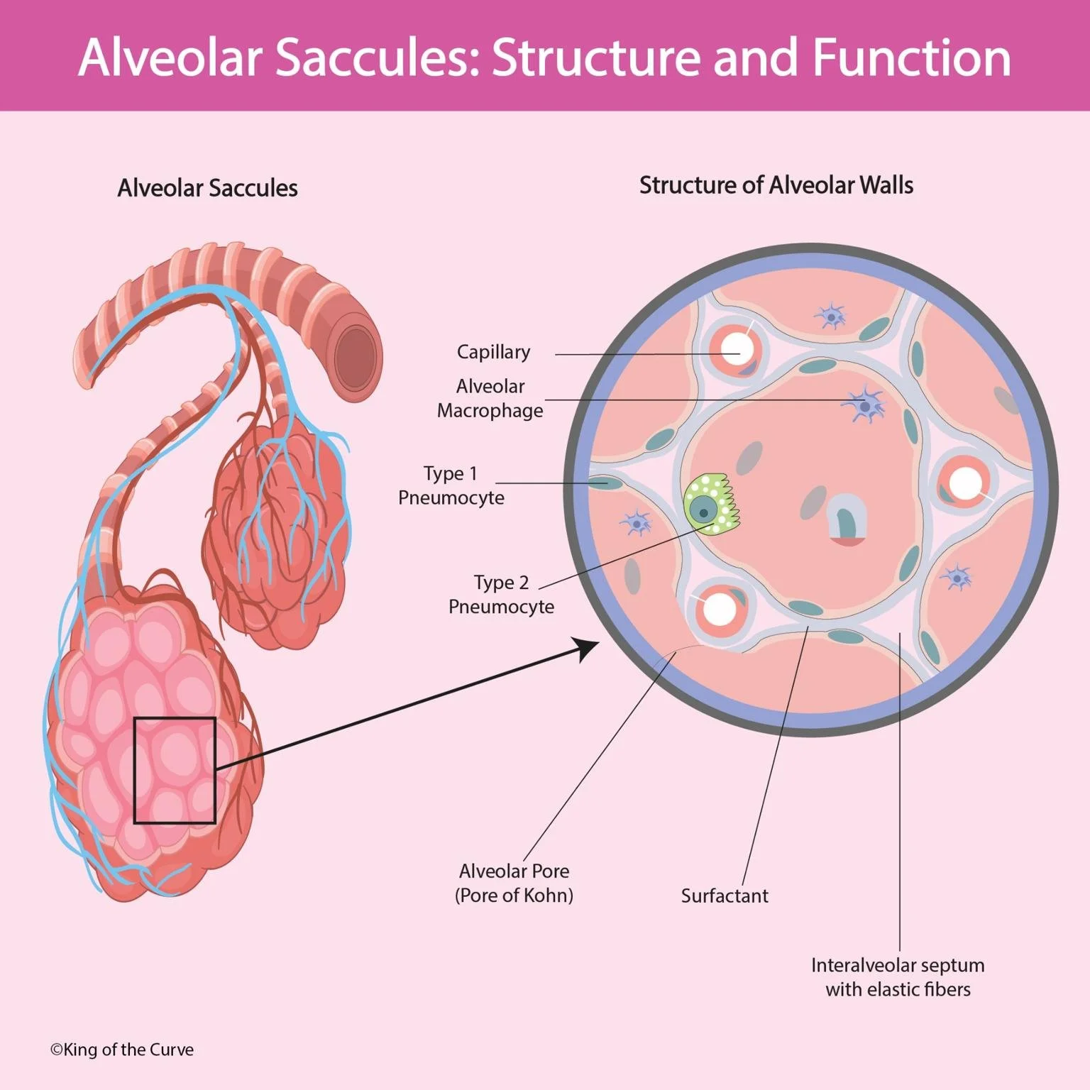🌬️ Alveolar Saccules: The Microscopic Air Sacs That Power Your Lungs – MCAT Edition