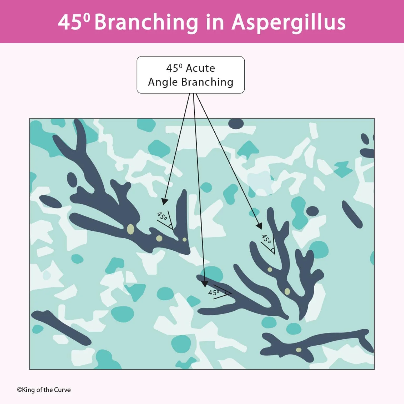 🦠 45° Branching in Aspergillus: A Visual Cue to Remember for the MCAT