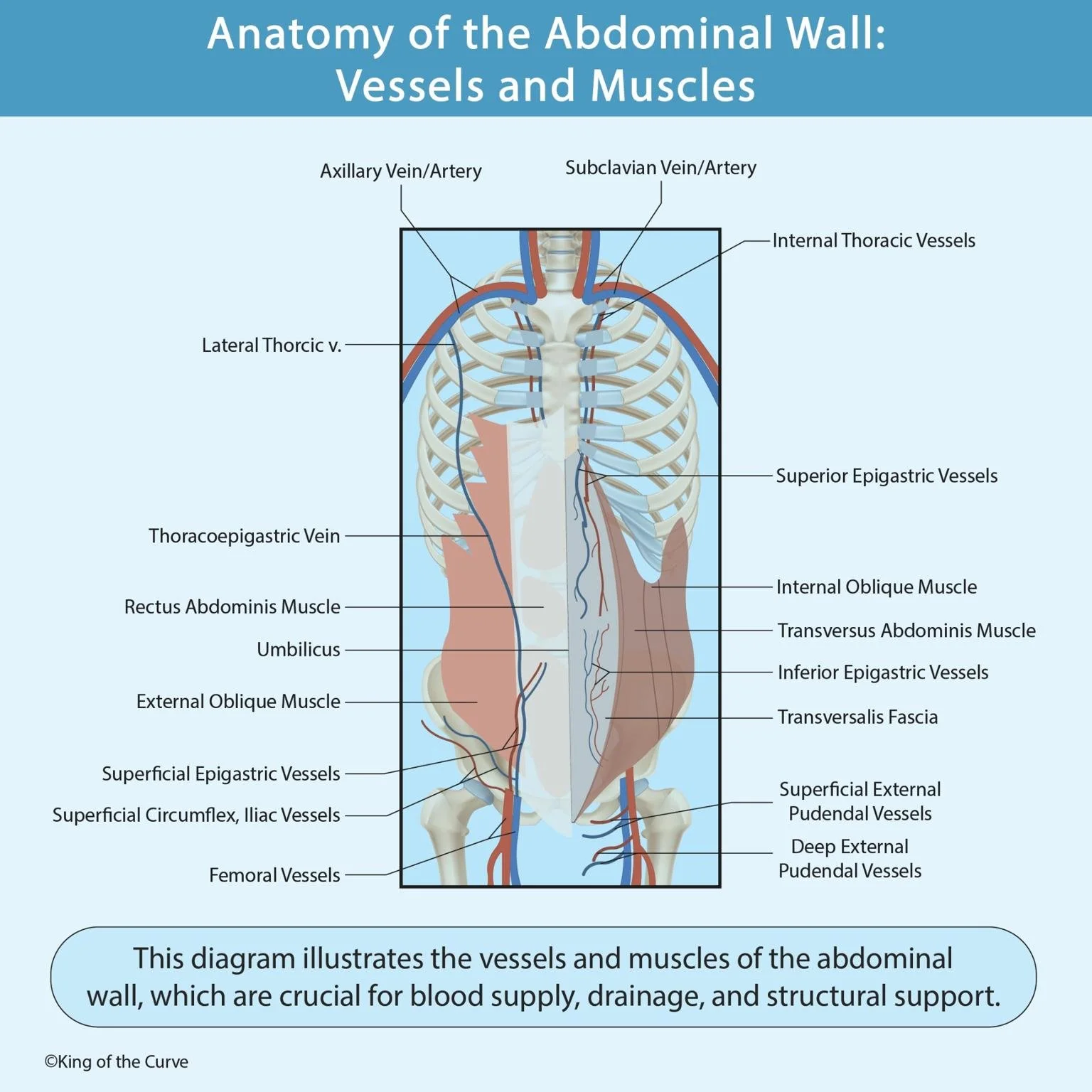 🩺 Anatomy of the Abdominal Wall: Vessels and Muscles