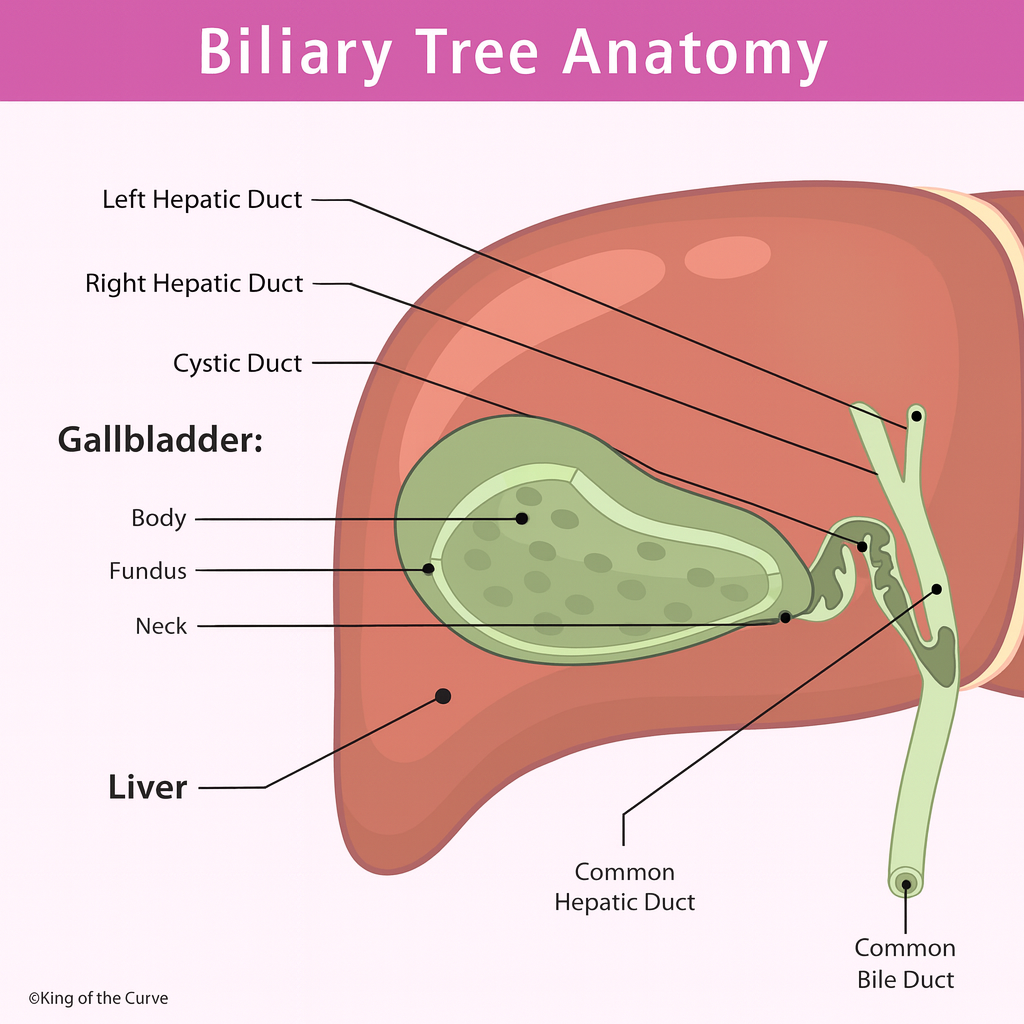 🩺 Biliary Tree Anatomy: Structure & Function Explained