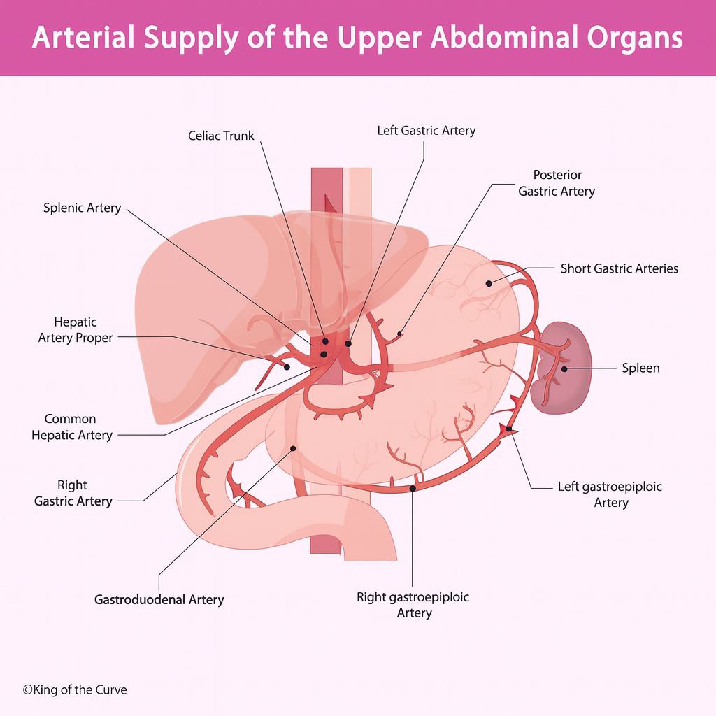 🩺 Arterial Supply of the Upper Abdominal Organs: Anatomy Explained