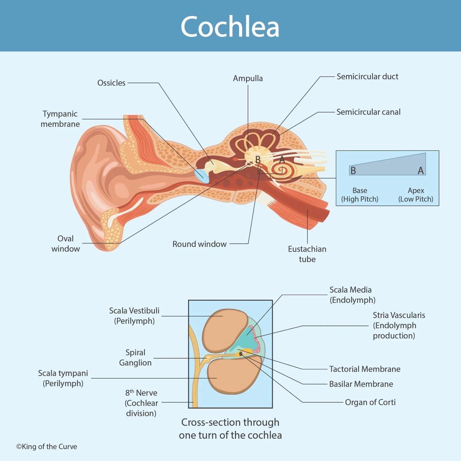Understanding the Cochlea: The Inner Ear’s Hearing Powerhouse