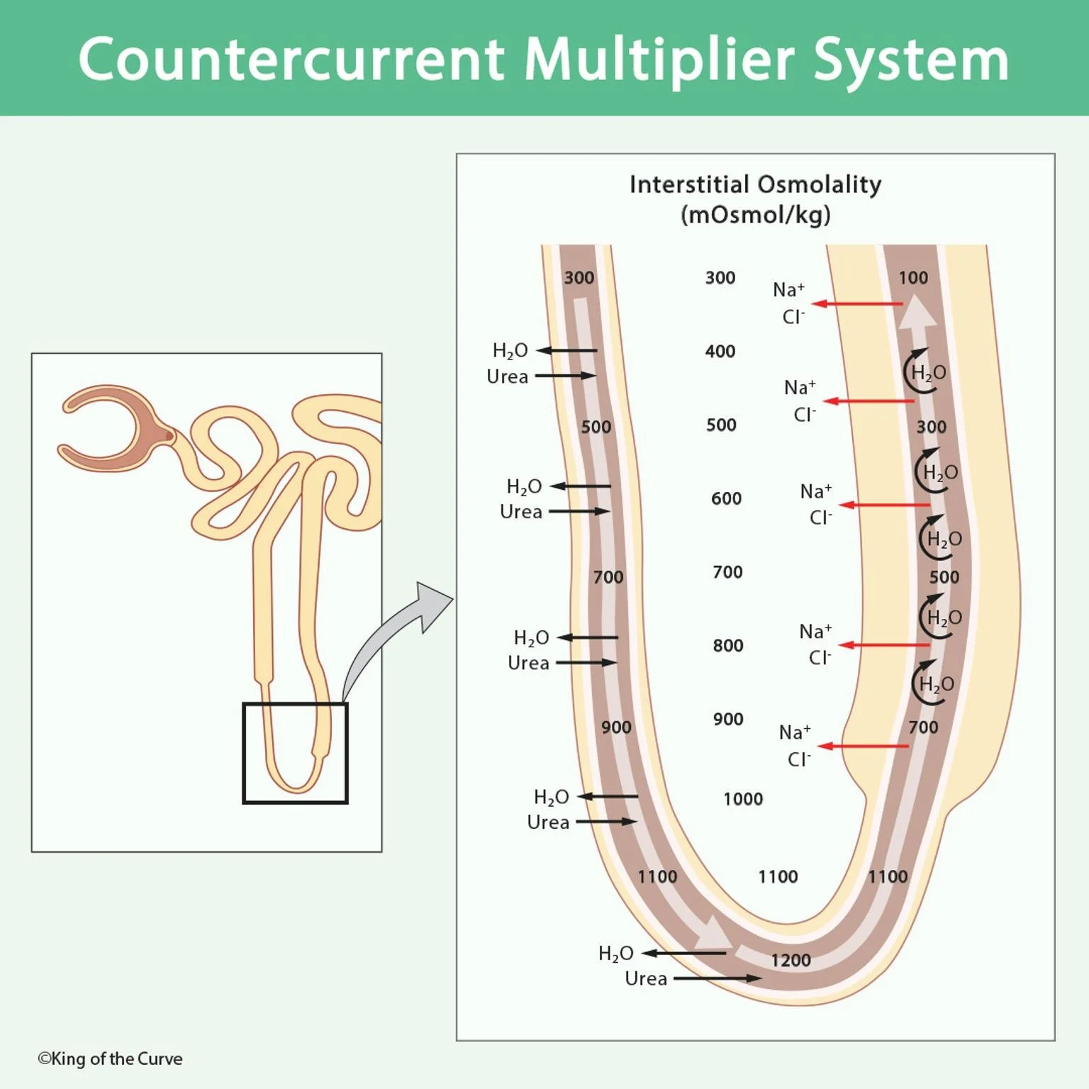 💧 Understanding the Countercurrent Multiplier System