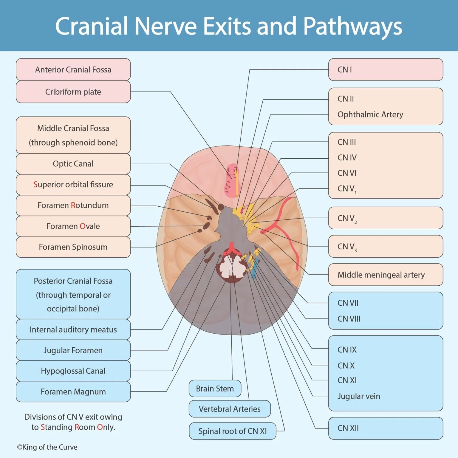 🧠 Introduction to Cranial Nerve Exits and Pathways