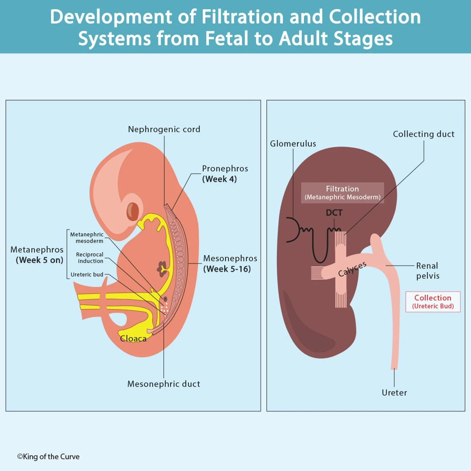 🧬 Development of Filtration and Collection Systems from Fetal to Adult Stages