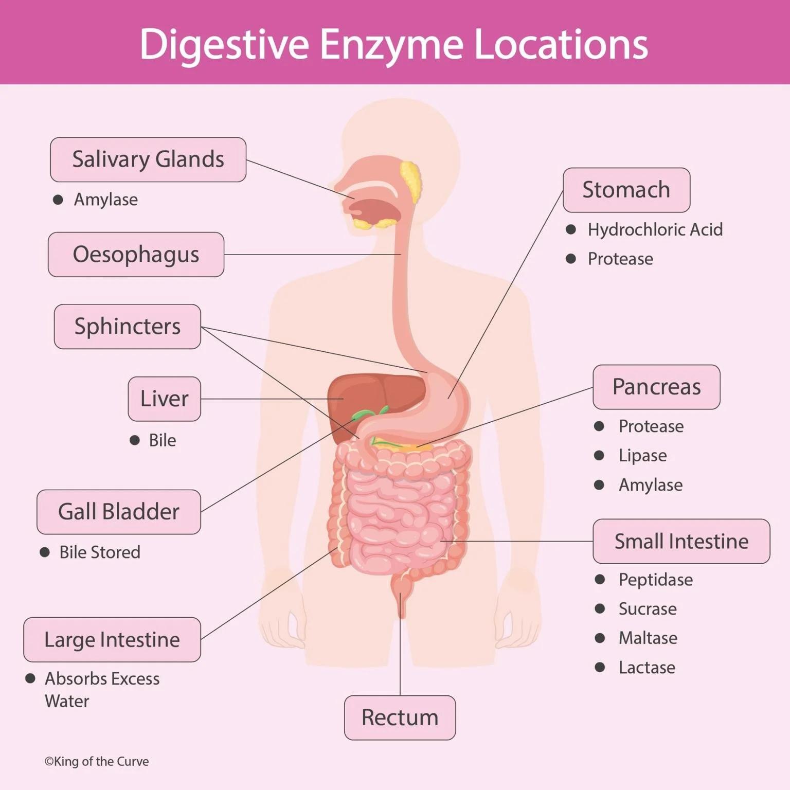 🥼 Digestive Enzyme Locations – How Your Body Breaks Down Food