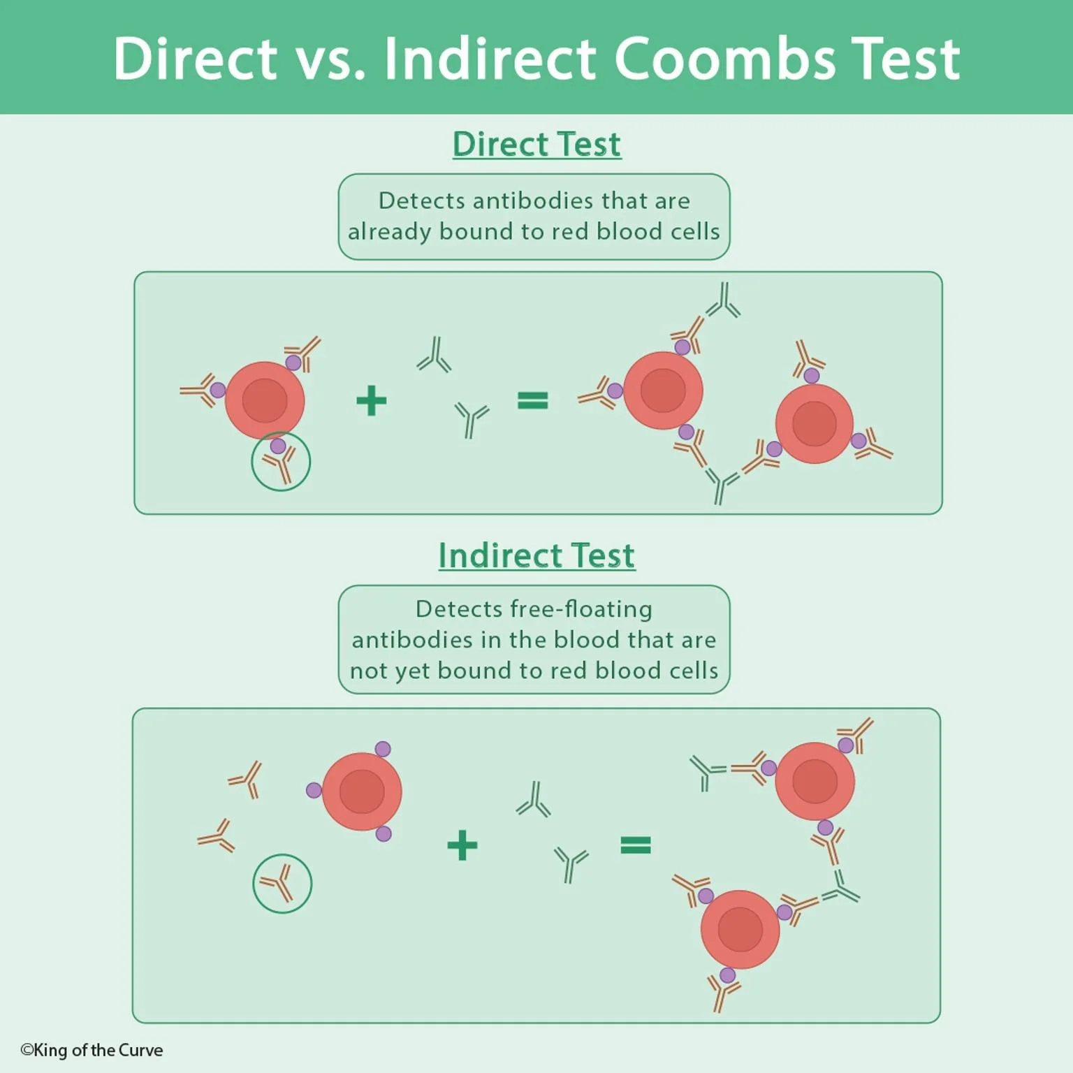 🧪 Direct vs. Indirect Coombs Test: Understanding the Difference