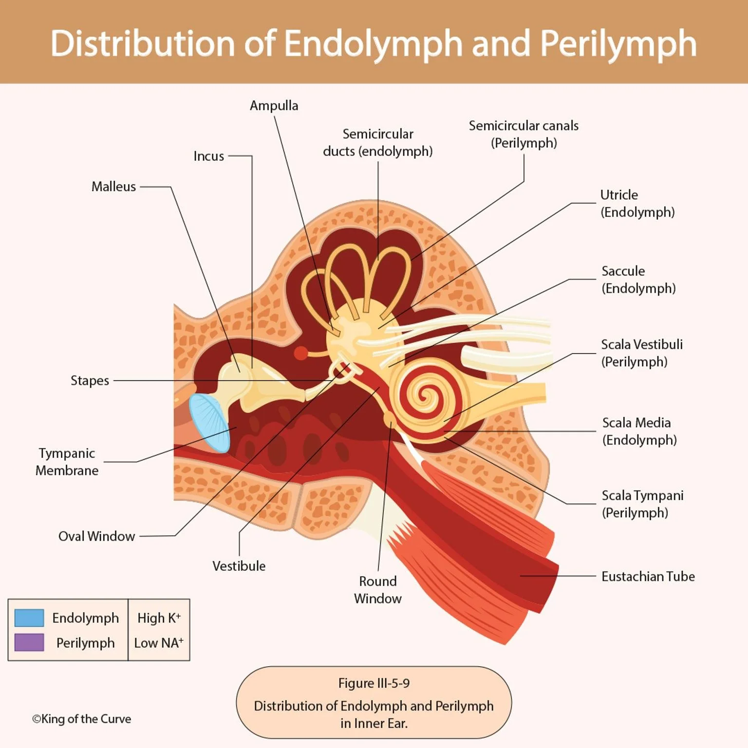 🦻 Distribution of Endolymph and Perilymph in the Inner Ear
