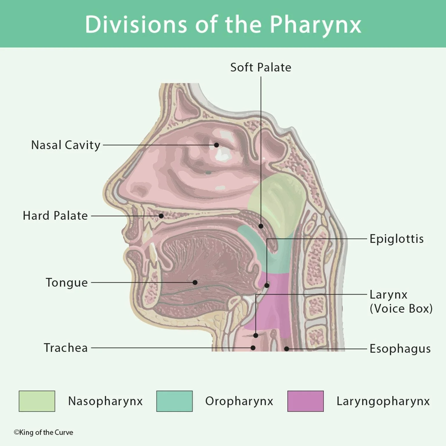 🫁 Divisions of the Pharynx: Structure, Function, and Importance