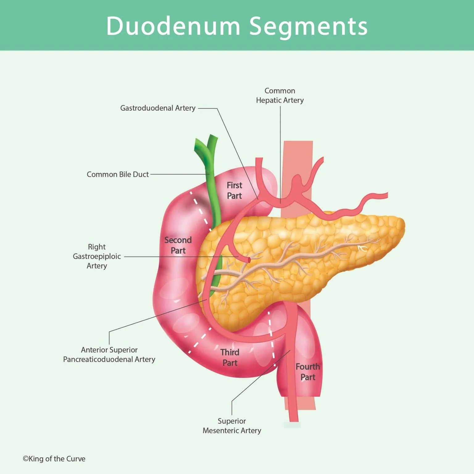 🩺 Understanding the Segments of the Duodenum