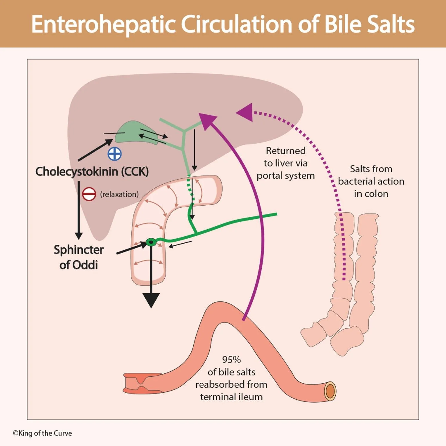🔄 Enterohepatic Circulation of Bile Salts: A Vital Digestive Cycle