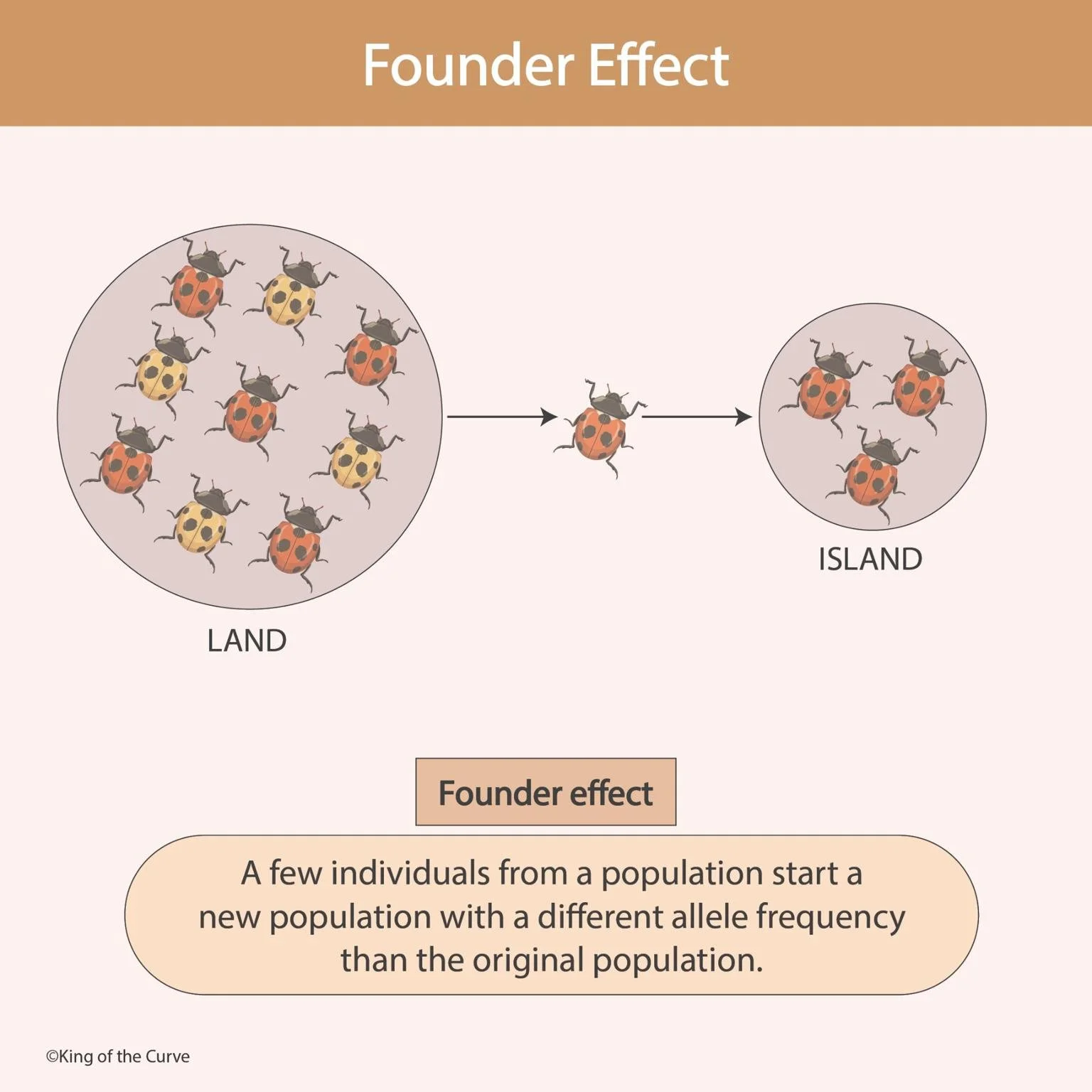 🐞 Founder Effect: Small Beginnings, Big Genetic Changes