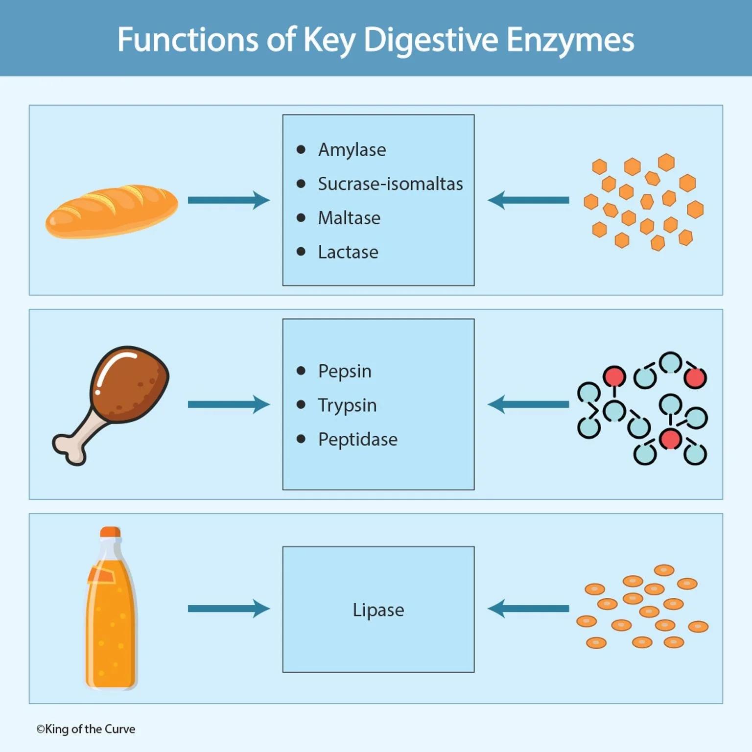 📘 Digestive Enzymes Decoded: Carbs, Proteins & Fats for the MCAT (and NCLEX)