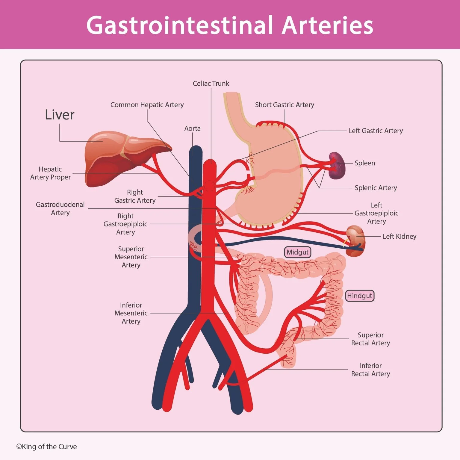🩸 Gastrointestinal Arteries: High-Yield Anatomy for the MCAT & NCLEX