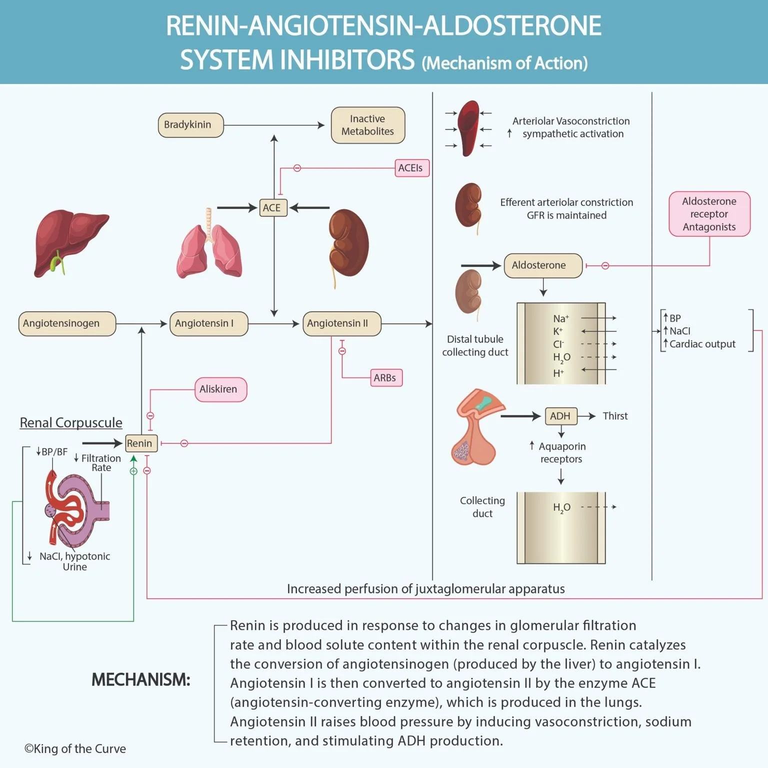 🧠 Understanding RAAS System Inhibitors for the MCAT