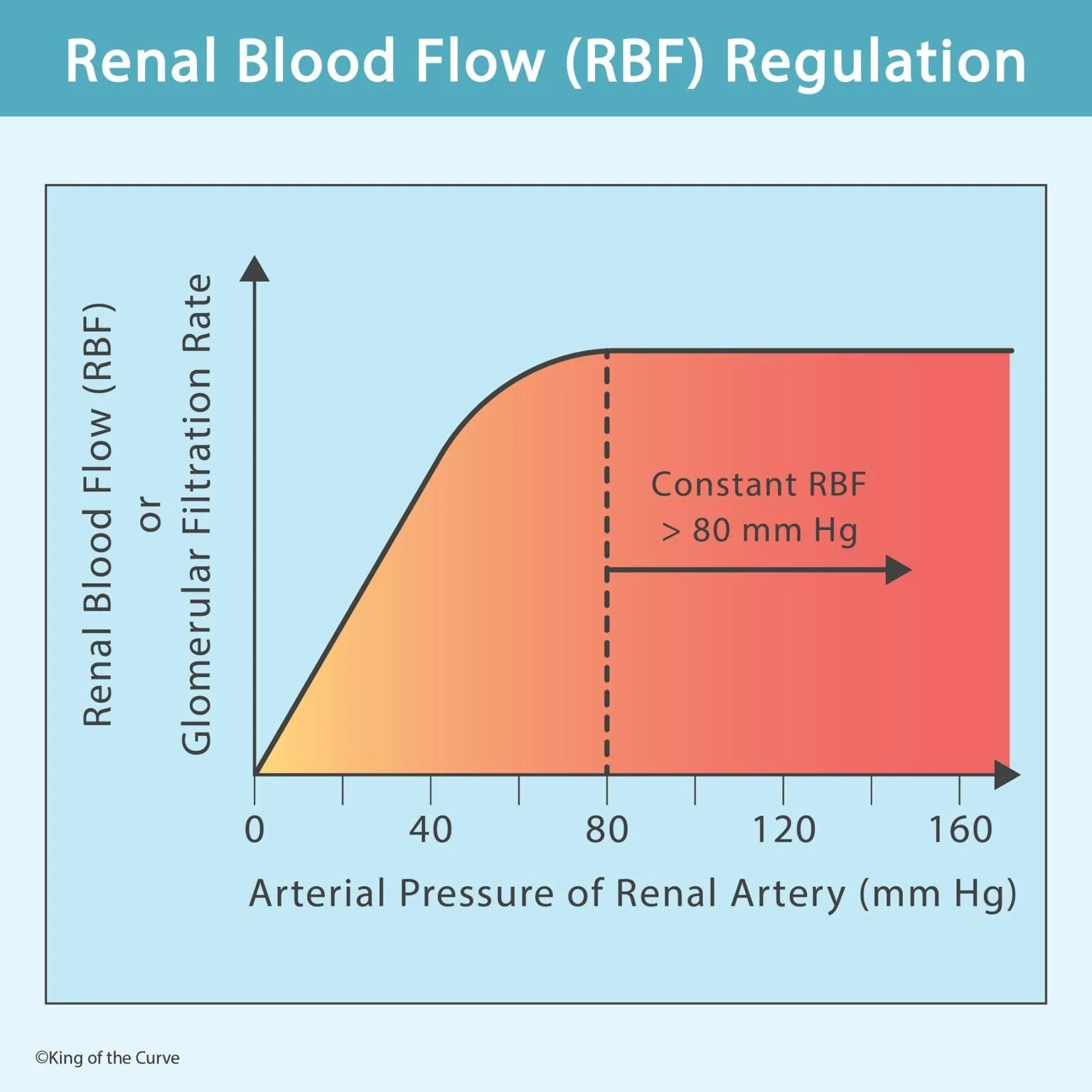 💧 Understanding Renal Blood Flow (RBF) Regulation for the MCAT