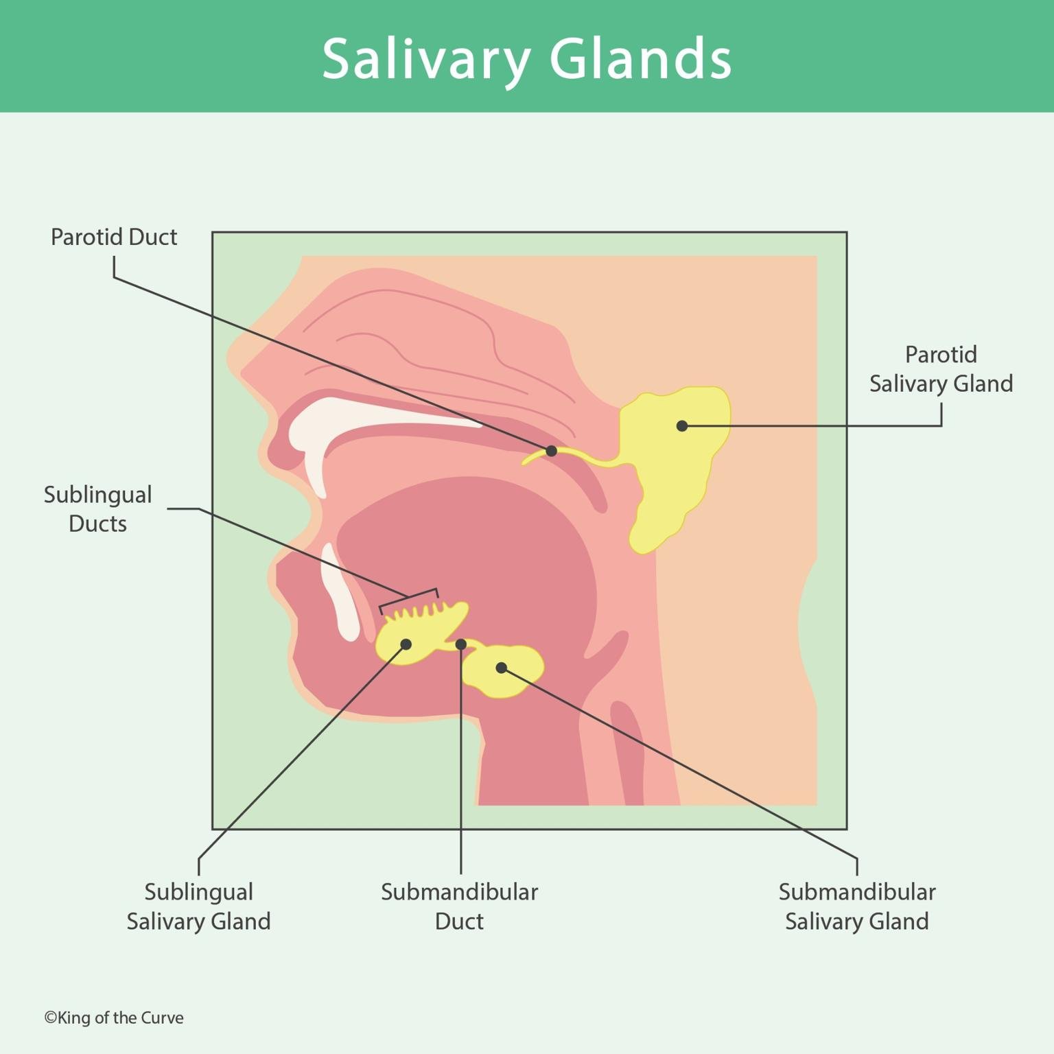 🦷 Understanding the Salivary Glands: Anatomy, Function, and Clinical Relevance