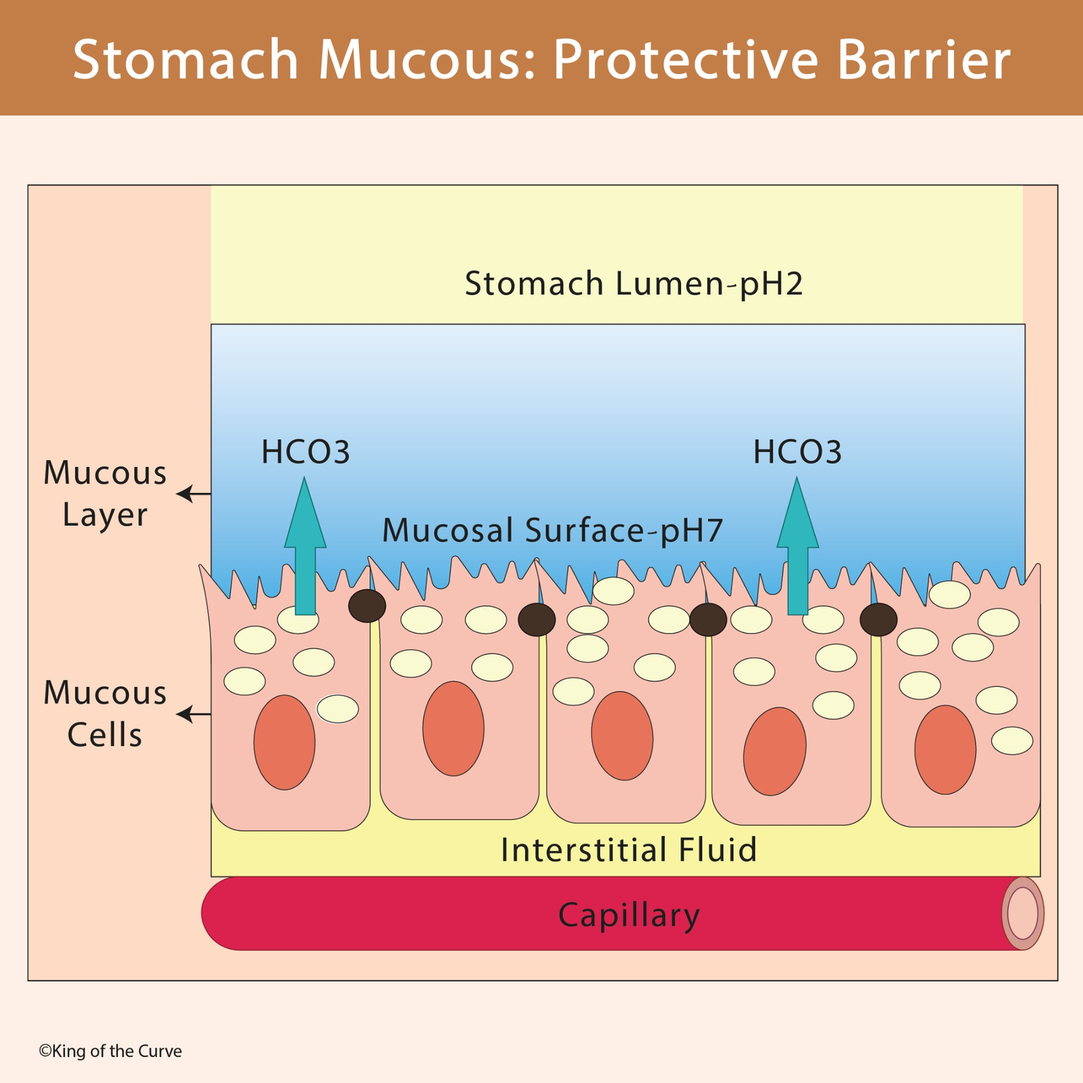 🫀 Stomach Mucous: Protective Barrier