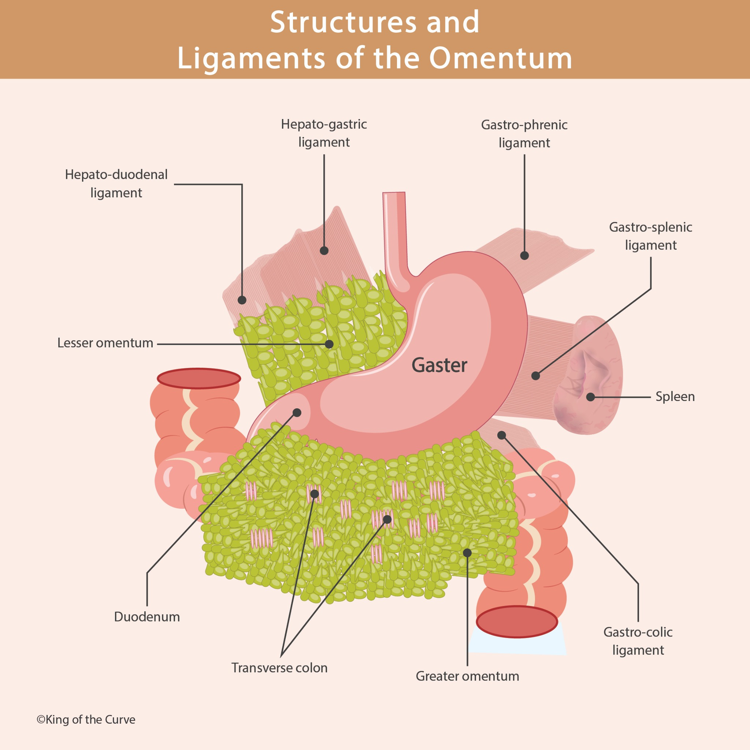 🫀 Structures and Ligaments of the Omentum