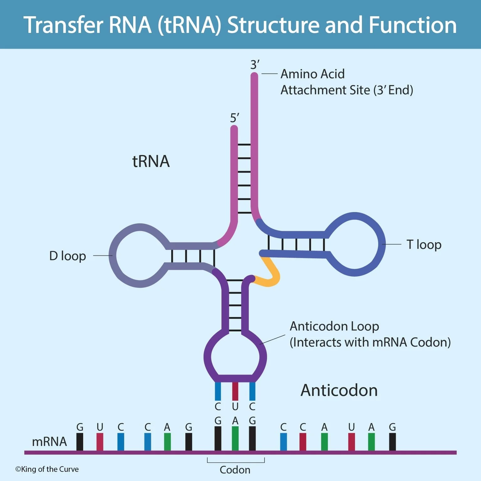 🧬 Transfer RNA (tRNA): The “Adapter” Molecule That Makes Protein Synthesis Work