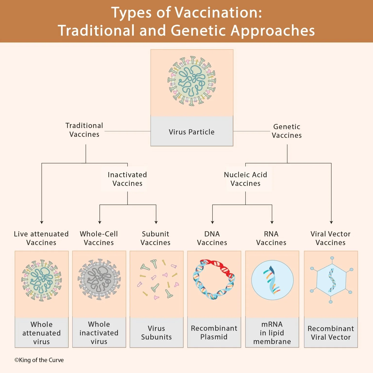 📘 Types of Vaccination: Traditional and Genetic Approaches