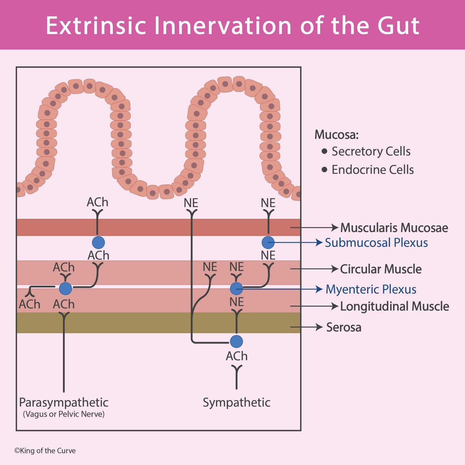 🧠 Extrinsic Innervation of the Gut
