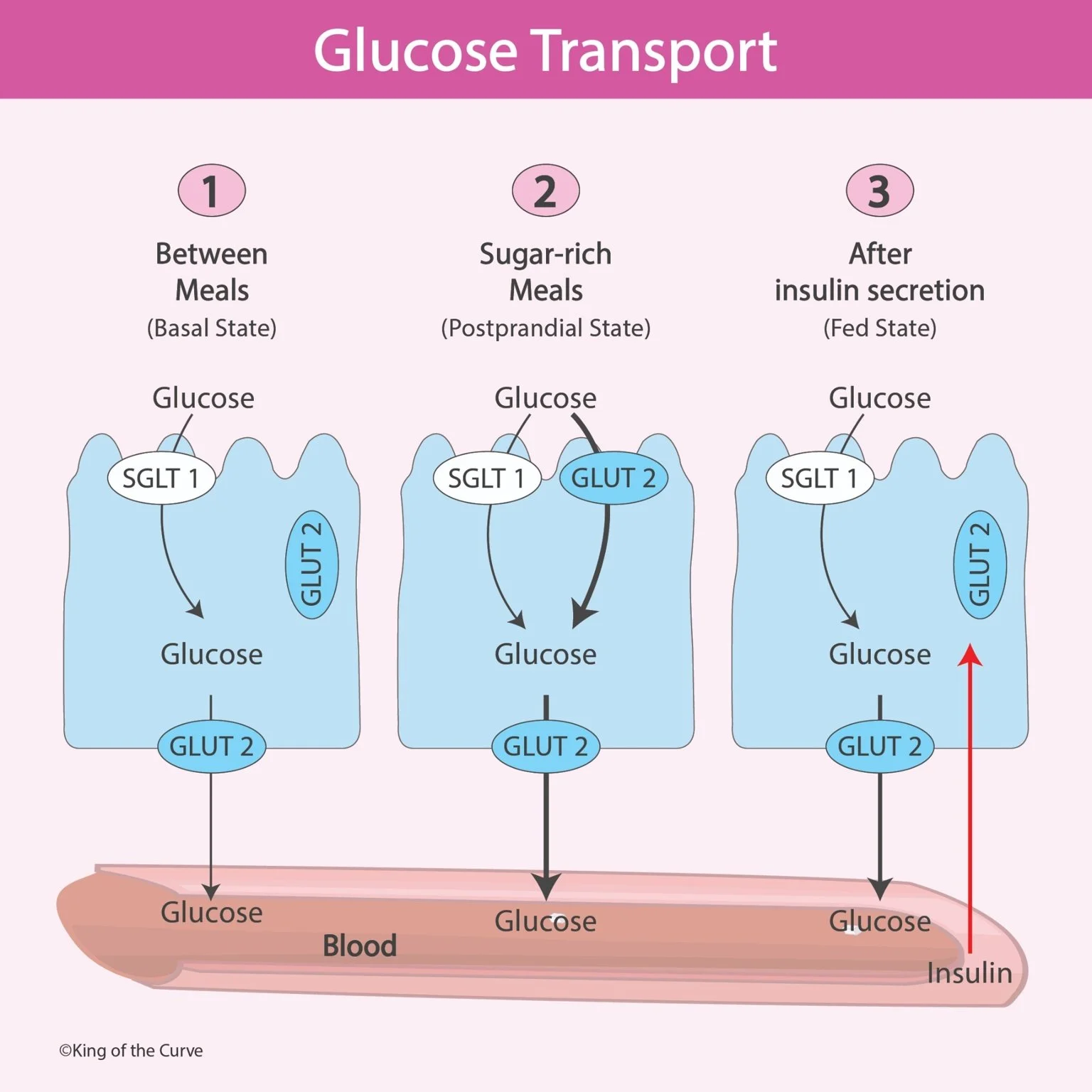 🍬 Glucose Transport in the Intestinal Epithelium